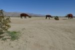 PICTURES/Borrega Springs Sculptures - Elephants, Gomphothe & Mammoths/t_P1000336.JPG